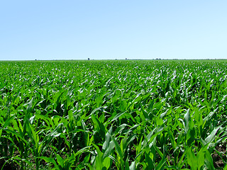 Image showing Field of green corn