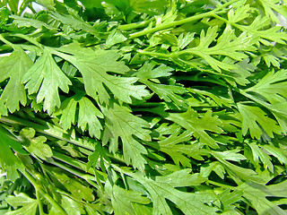 Image showing Parsley