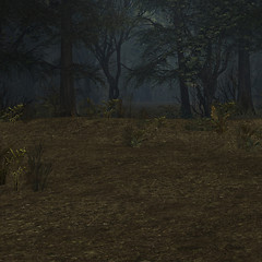 Image showing Forrest Background