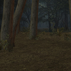 Image showing Forrest Background