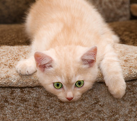 Image showing Red kitten