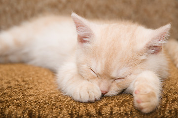 Image showing Red kitten