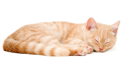 Image showing Red kitten