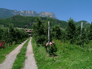 Image showing path in a vinyard