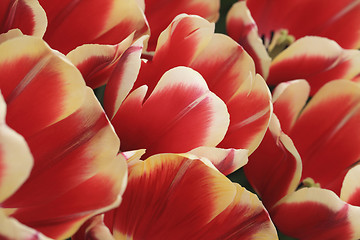 Image showing Tulips Field Detail