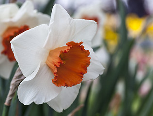 Image showing Daffodil