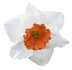 Image showing Daffodil- Design Element