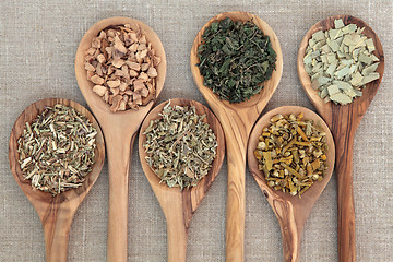 Image showing Medicinal Herbs