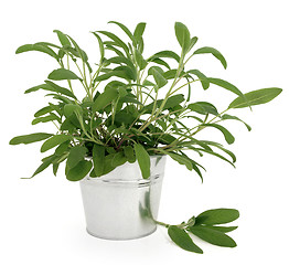 Image showing Sage Herb Plant