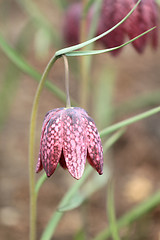 Image showing Checkered Daffodil