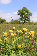 Image showing Globeflower