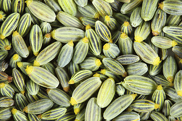 Image showing Fennel seeds