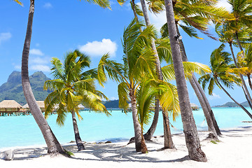 Image showing palms at a tropical beach