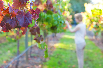 Image showing young woman at a vineyard