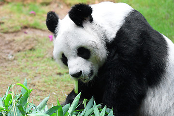 Image showing giant panda eating bamboo