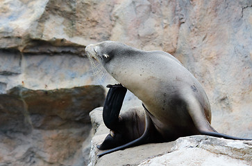 Image showing Seal on rock