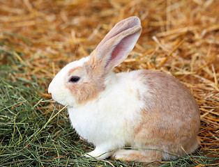 Image showing rabbit on grass