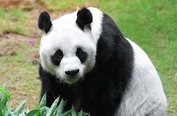 Image showing Giant panda