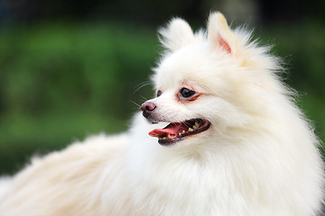 Image showing white pomeranian dog