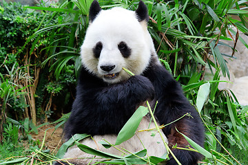 Image showing Giant panda eating bamboo