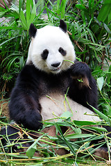 Image showing Giant panda eating bamboo