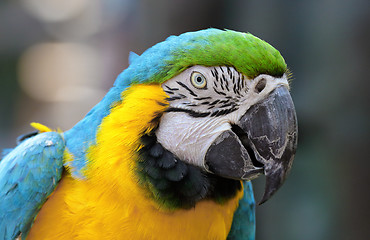 Image showing Macaw bird