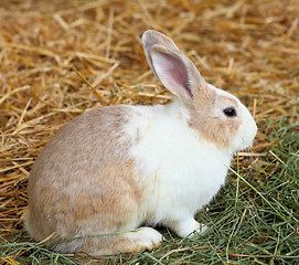 Image showing rabbit in farm