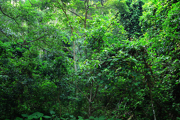 Image showing tree in forest