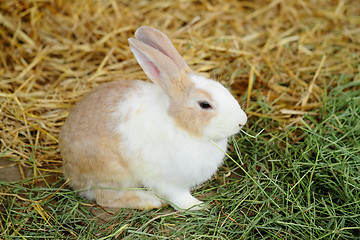 Image showing rabbit in farm