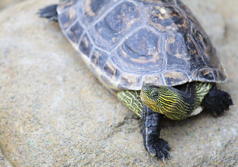 Image showing turtle