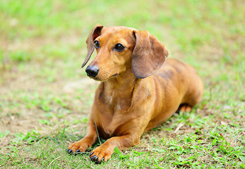 Image showing dachshund dog in park