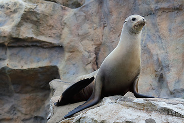 Image showing Sea Lion