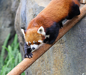 Image showing red panda