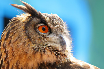 Image showing Owl 