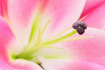 Image showing Pink lily flower