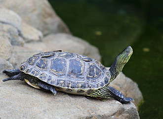 Image showing turtle