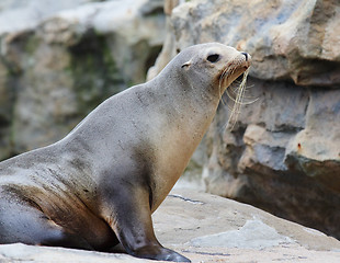 Image showing Seal on rock