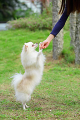 Image showing feeding dog