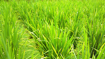 Image showing rice field