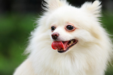 Image showing White Pomeranian dog