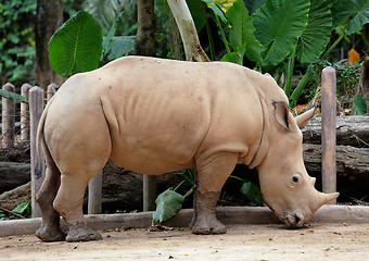 Image showing rhino