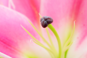 Image showing flower close-up