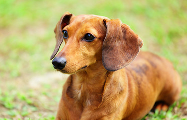 Image showing dachshund dog on meadow