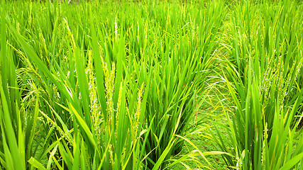 Image showing rice field