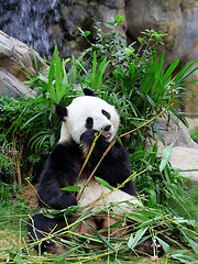 Image showing Giant panda eating bamboo