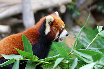 Image showing Panda red