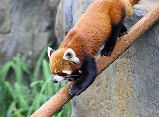 Image showing red panda