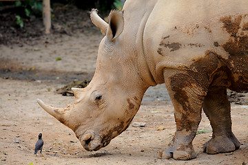 Image showing rhino and small bird