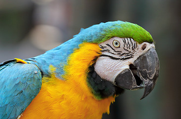 Image showing macaw bird