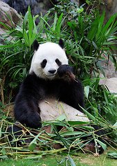 Image showing giant panda eating bamboo